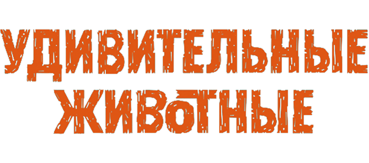 Удивительные животные