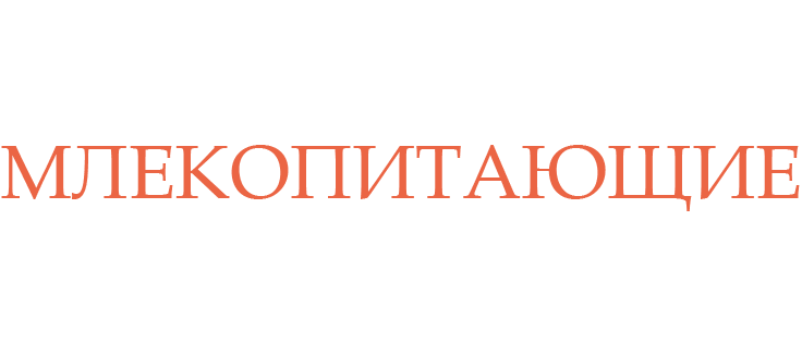 Млекопитающие