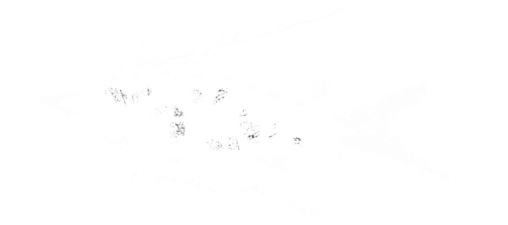 Qora ikra