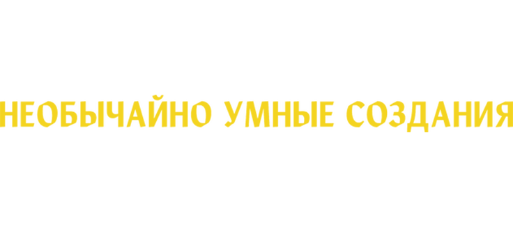 Необычайно умные создания