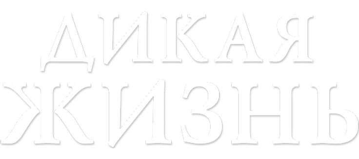 Дикая жизнь