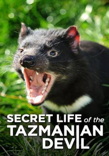 Тайная жизнь тасманийского дьявола