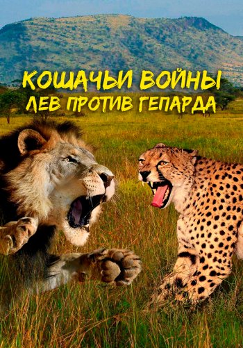 Кошачьи войны: Лев против Гепарда