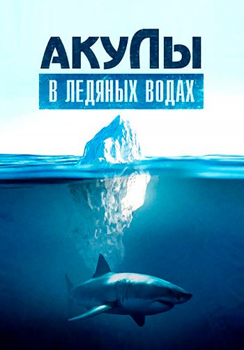 Акулы в ледяных водах