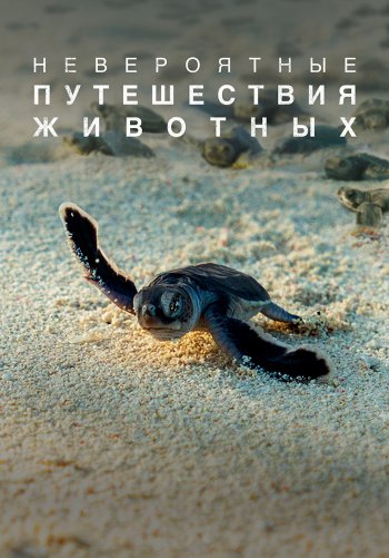 Невероятные путешествия животных