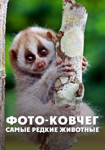 Фото-ковчег: самые редкие животные