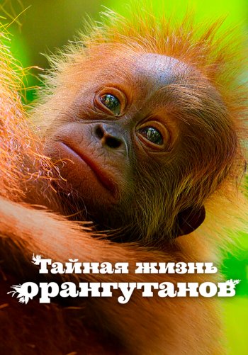 Тайная жизнь орангутанов