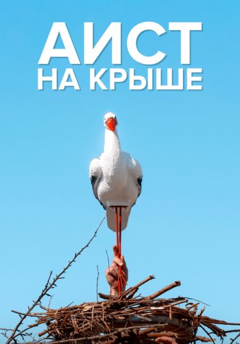 Аист на крыше