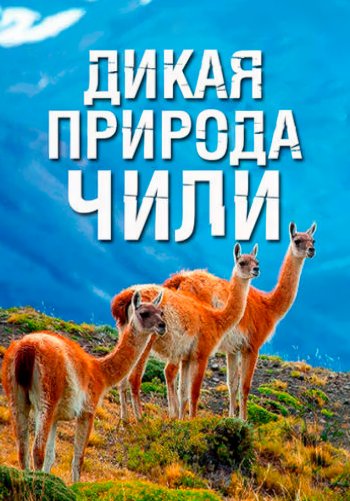 Дикая природа Чили