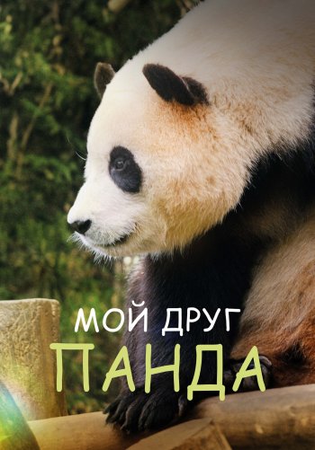 Мой друг панда