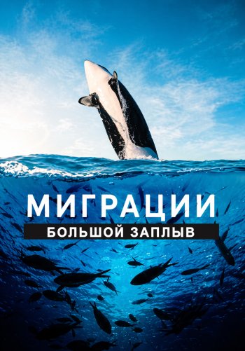 Миграции: большой заплыв