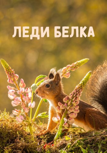 Леди белка